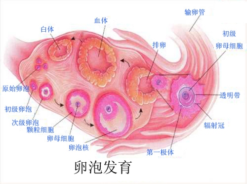 女性排卵期怎么計算最準確