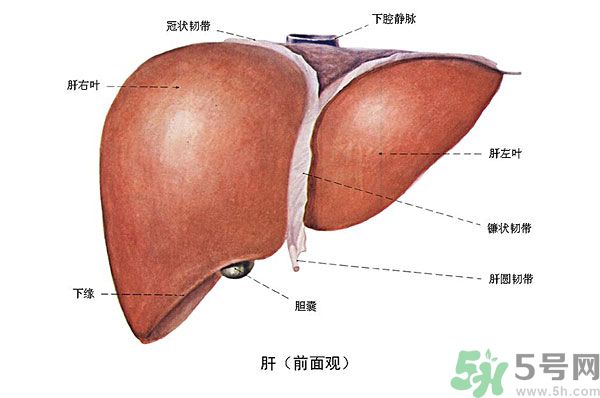 得了脂肪肝該怎么治？脂肪肝對人體危害有多大？