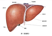 得了脂肪肝該怎么治？脂肪肝對人體危害有多大？