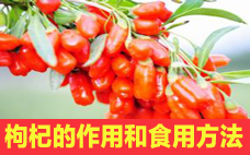 枸杞和紅棗泡水喝有什么好處 枸杞加什么最補(bǔ)腎壯陽