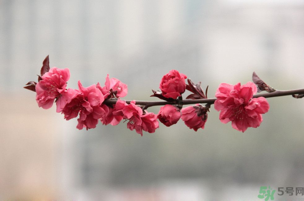 什么花可以凈化空氣？什么花可以減肥？