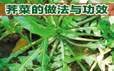 芥菜有什么營養(yǎng)價值呢 吃芥菜有什么好處呢