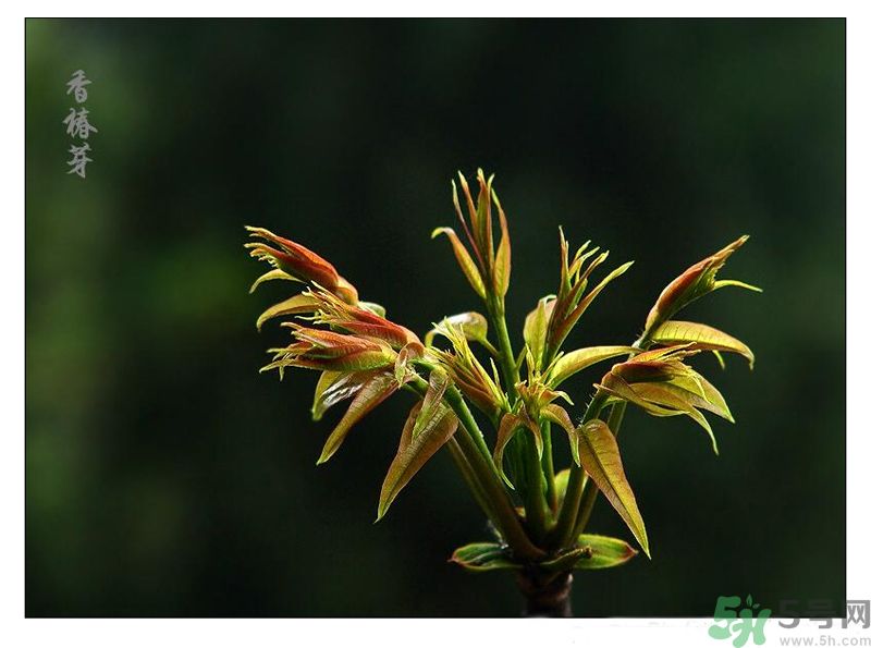 吃香椿有什么好處？香椿可以預(yù)防疾病嗎？