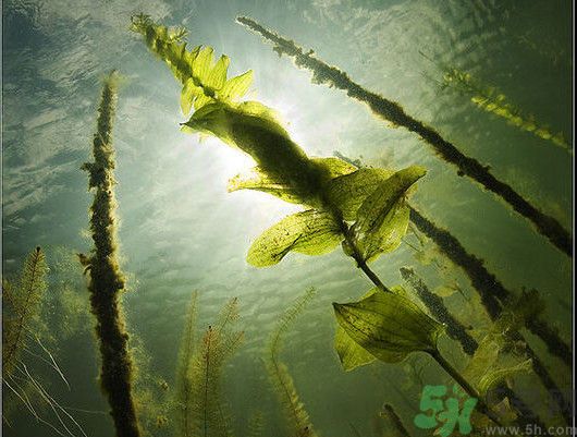 海帶用冷水泡還是熱水泡發(fā)？海帶怎么泡才不會(huì)發(fā)硬？