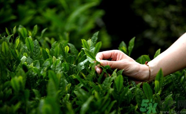 立夏喝什么茶好？立夏不能喝什么茶？