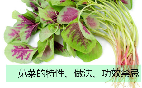 莧菜可以涮火鍋嗎 莧菜的營(yíng)養(yǎng)價(jià)值