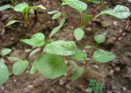 莧菜葉子上有白點(diǎn)是怎么回事？莧菜葉子上有白點(diǎn)可以吃嗎？