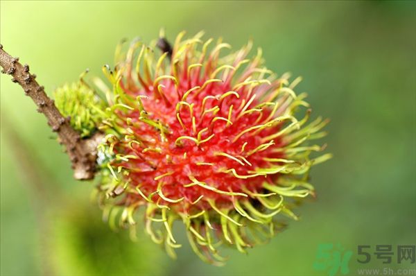 孕婦可以吃紅毛丹嗎？孕婦吃紅毛丹好嗎？