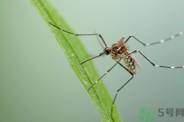 蚊子討厭什么氣味？蚊子討厭什么顏色？