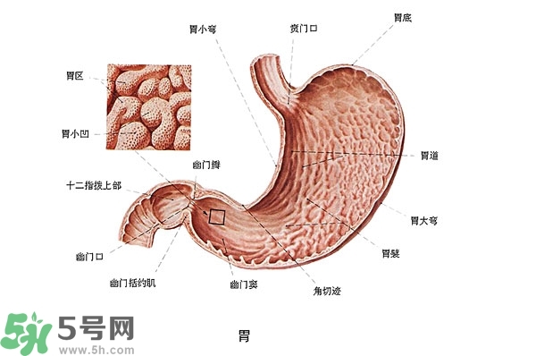 防胃癌的食物有哪些？多吃什么預(yù)防胃癌？