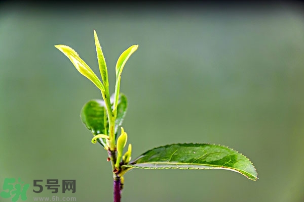 綠茶是酸性還是堿性?綠茶是酸性的嗎？