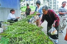 夏天可以用艾草驅(qū)蚊嗎？夏天可不可以用艾草驅(qū)蚊？