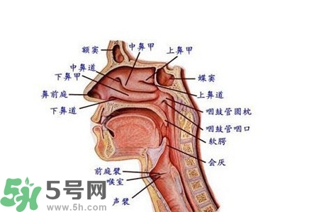 慢性咽炎的發(fā)病因素？慢性咽炎的并發(fā)癥有哪些？