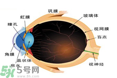 近視眼的護理措施？近視眼的飲食護理？