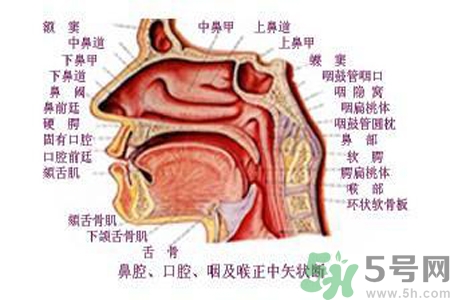 鼻咽癌的日常措施是什么？鼻咽癌注意的飲食有哪些？