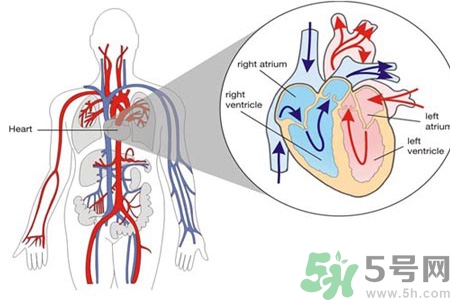 如何預(yù)防心臟病？心臟病的禁忌癥有哪些？