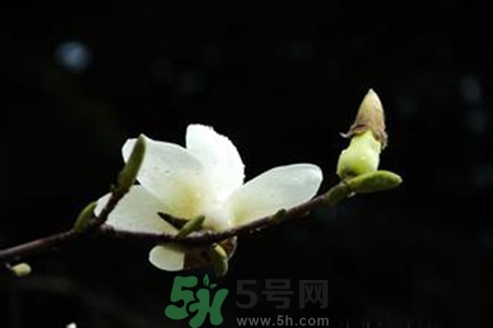 優(yōu)曇花是什么花？優(yōu)曇花現(xiàn)實中有嗎？