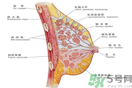 女性胸部按摩的好處有哪些？女性胸部按摩方法是什么？