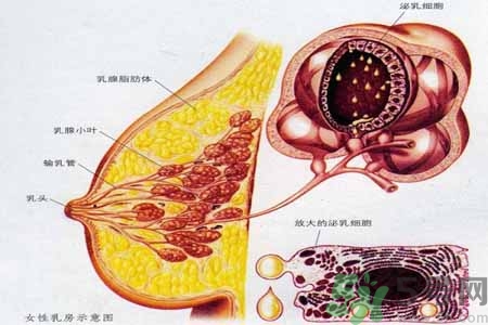 乳腺增生可以懷孕嗎？如何預(yù)防乳腺增生？