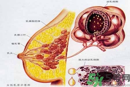 乳腺增生治療方法是什么？乳腺增生的檢查方法有哪些？