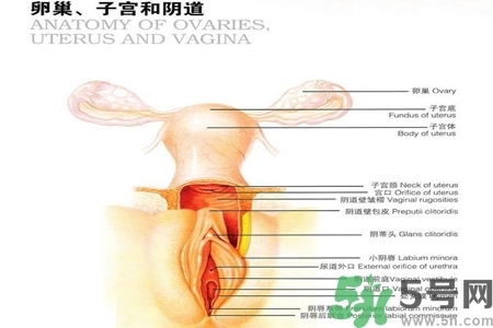 陰道出血和什么有關(guān)？陰道出血的應(yīng)急措施有哪些？