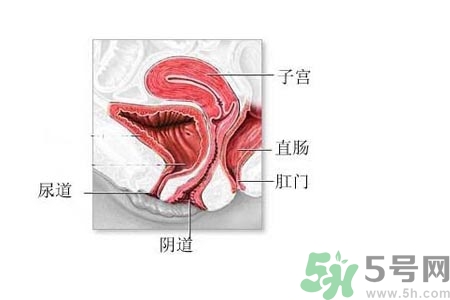 陰道松弛是什么？陰道松弛的癥狀有哪些？