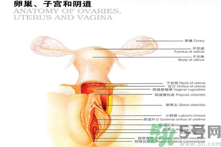 陰道干澀的原因是什么？陰道干澀怎么辦？