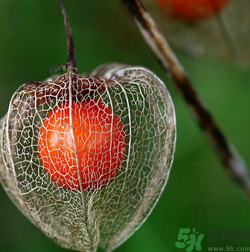 紅姑娘吃多了會(huì)怎樣？吃野生紅姑娘的好處和壞處