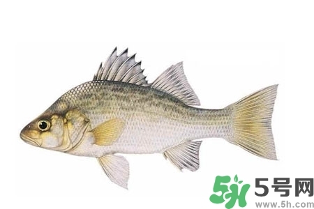 秋季適合吃什么魚？秋季吃魚的好處？