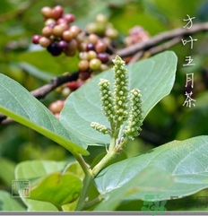 五月茶的功效 五月茶怎么吃？