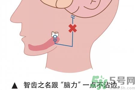 智齒一定要拔掉嗎？什么樣的智齒可以不拔？