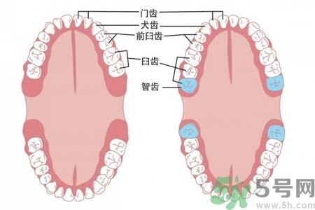 長智齒疼痛怎么辦？長智齒牙齦腫了怎么辦？