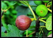 新鮮無(wú)花果怎么保存?新鮮無(wú)花果可以冷凍嗎?