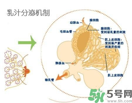 乳汁是怎樣形成的？怎樣才能讓乳汁更多？