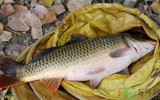 十月份可以釣鯉魚(yú)嗎？十月份釣鯉魚(yú)用什么餌？