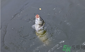 十月份怎么釣鯽魚？十月份怎么釣鯉魚？