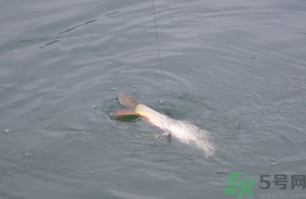 十月份怎么釣鯽魚？十月份怎么釣鯉魚？