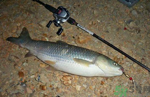 秋天釣草魚(yú)用什么餌？秋季釣草魚(yú)用什么餌最好？ 