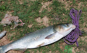 秋天怎么釣鰱魚？秋天釣鰱魚技巧