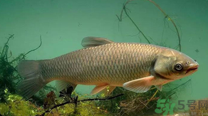 秋天怎么釣草魚(yú)？秋天草魚(yú)好釣嗎？