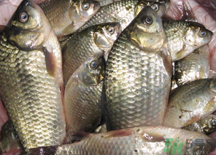 野生鯽魚怎么釣？釣野生鯽魚的技巧