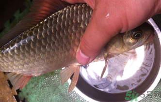 野生鯽魚怎么釣？釣野生鯽魚的技巧