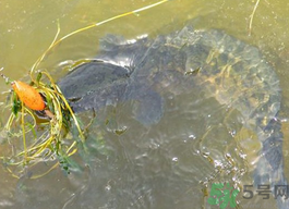 10月份還能釣黑魚(yú)嗎？幾月份釣黑魚(yú)最好？