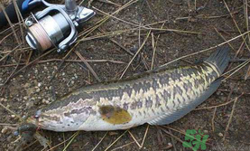 10月份還能釣黑魚(yú)嗎？幾月份釣黑魚(yú)最好？