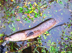 十月份黑魚好釣嗎？十月份怎么釣黑魚？