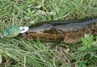 秋天怎么釣黑魚？秋天釣黑魚技巧