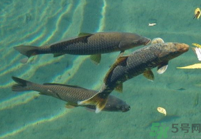 十月份釣青魚好釣嗎？釣青魚什么時間最好？