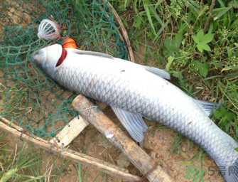 十月份釣青魚好釣嗎？釣青魚什么時間最好？