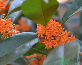 桂花可以做什么食物？桂花可以做什么吃的？