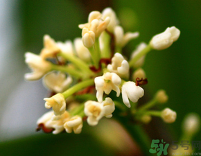 桂花一年開(kāi)幾次花？桂花是幾月份開(kāi)花？